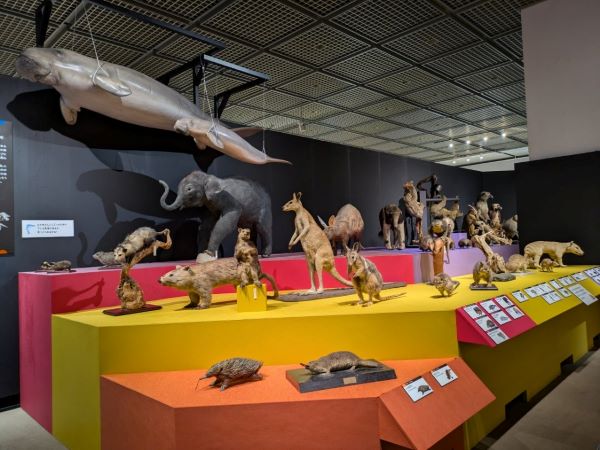 大哺乳類展　福岡　専用です 福岡市博物館九州初上陸！迫力の「大哺乳類展\u2015わけてつなげて大行進