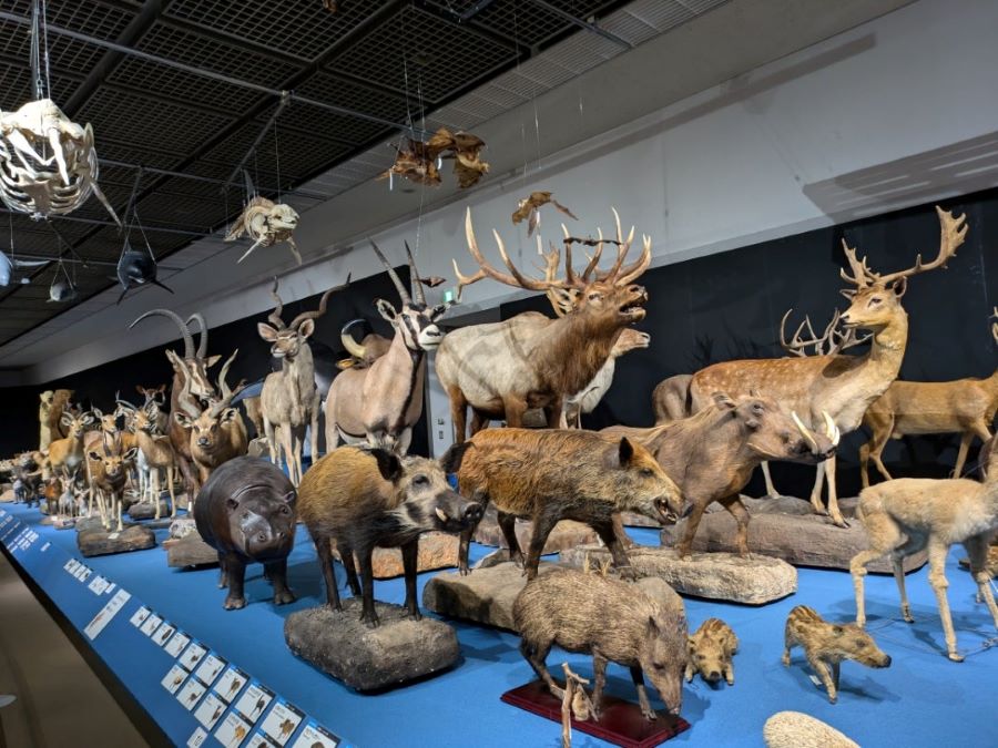 大哺乳類展 チケット 2枚 福岡市博物館 福岡市博物館「大哺乳類展」 無料鑑賞券2枚 チケット - メルカリ