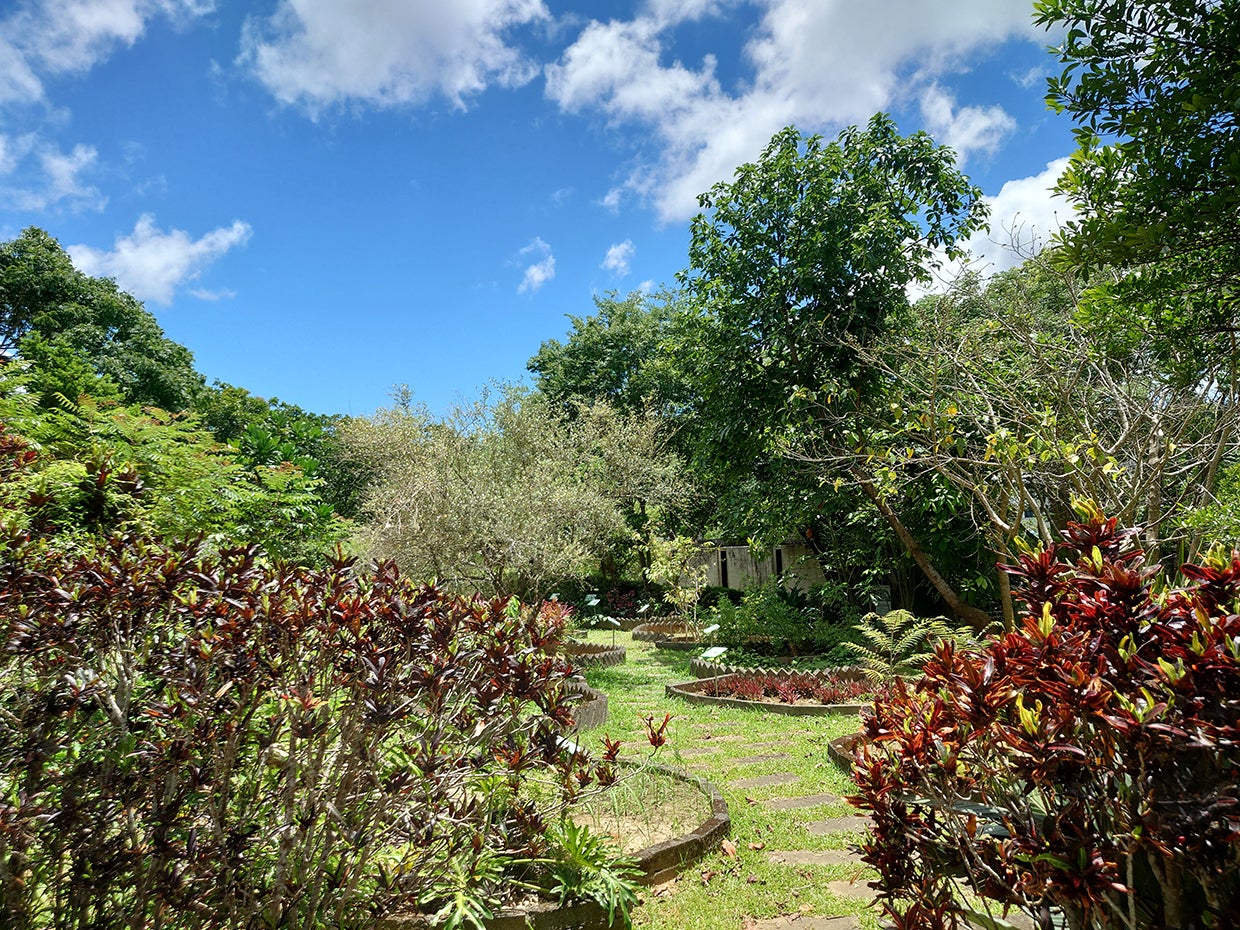 植物園 活気に満ちあふれた台湾の薬草植物園がいろいろ予想外で良かった | リビング東京Web
