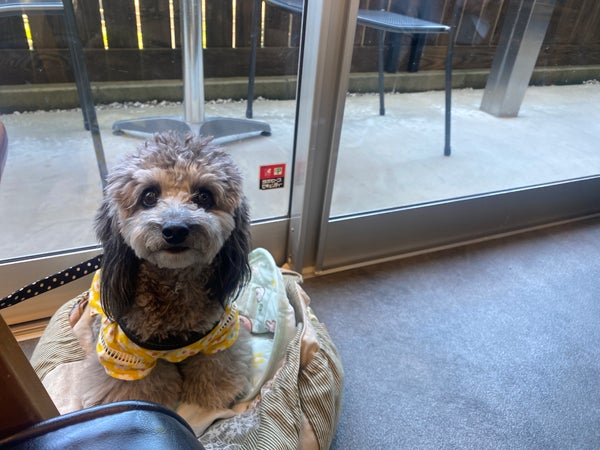 日野】店内わんこOK！「Apricus Cafe(アプリカスカフェ)」でのんびり