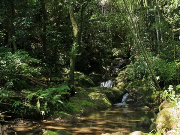 玉繁寺の滝