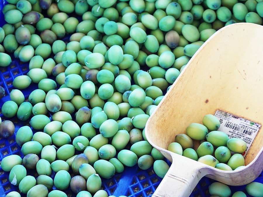 台湾の夏から秋への贈り物・産地で新鮮なハスの実の滋味に癒やされた