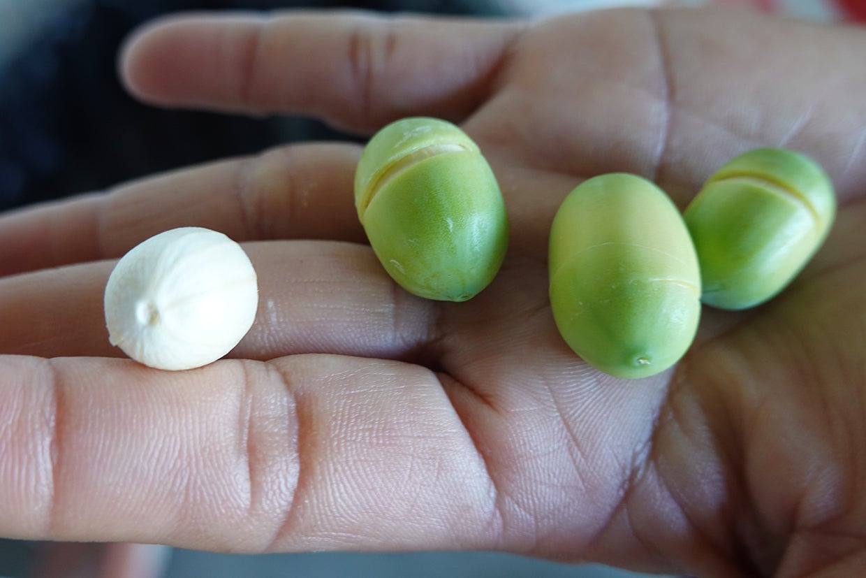 台湾の夏から秋への贈り物・産地で新鮮なハスの実の滋味に癒やされた