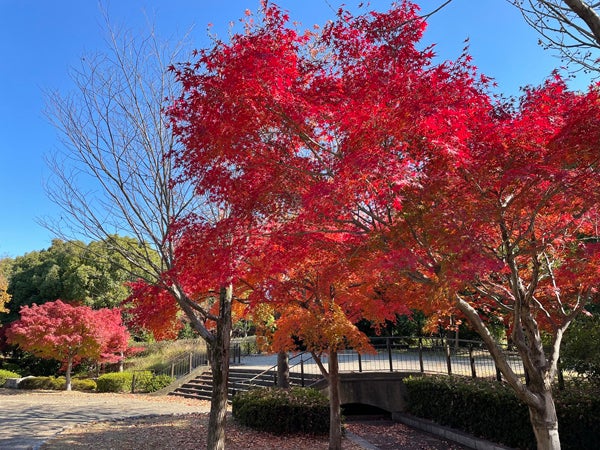 2024年秋】大阪城公園、長居植物園など 大阪の紅葉スポット｜特集