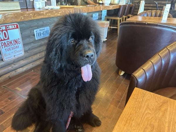 古賀市青柳】かわいい超大型犬がお迎えしてくれる癒しのドッグカフェ