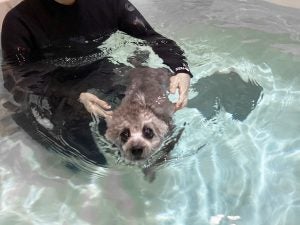 多摩 ペットと遊べる場所 トップ