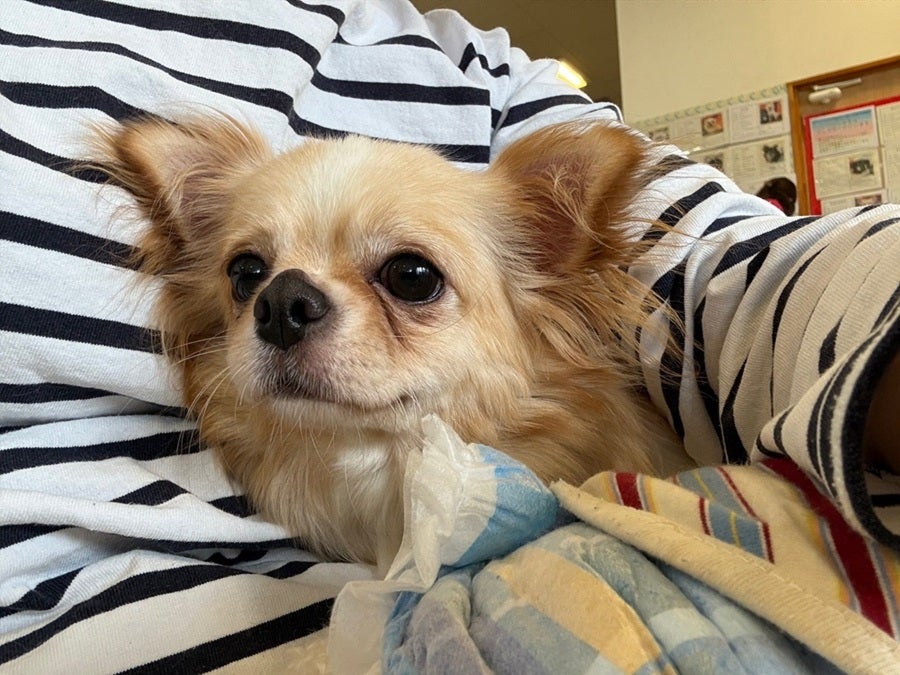 印西】里親募集型のドッグカフェ☆＠Hogoken CAFE （保護犬カフェ