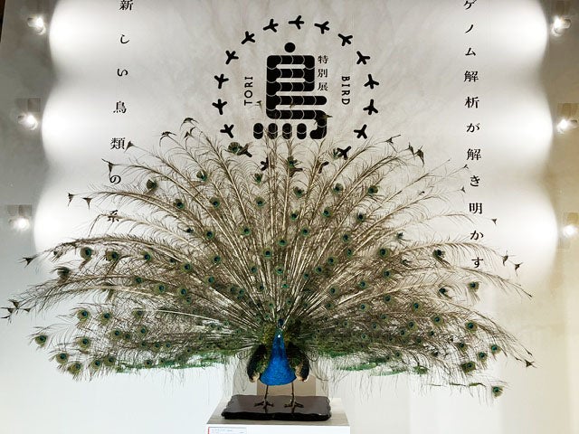 国立科学博物館で一生分の鳥が見られる⁉「鳥」展へGO!｜スタッフの東京