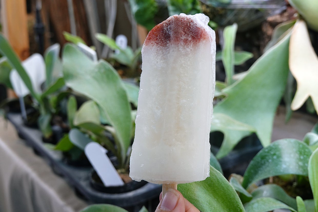 台湾の小さな園芸の町で、糖分オフできる神秘の果実に出合った