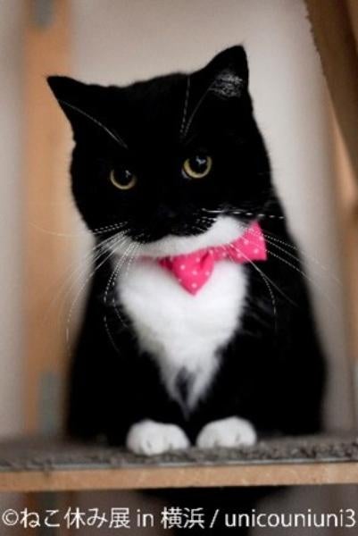 横浜駅西口】累計200万人が癒やされた“猫の祭典”が横浜上陸「ねこ休み