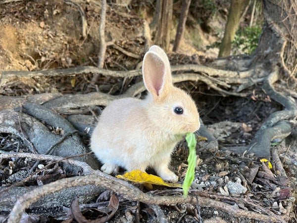 竹原市忠海町】たっくさんの可愛いうさぎに会いに大久野島に行こう