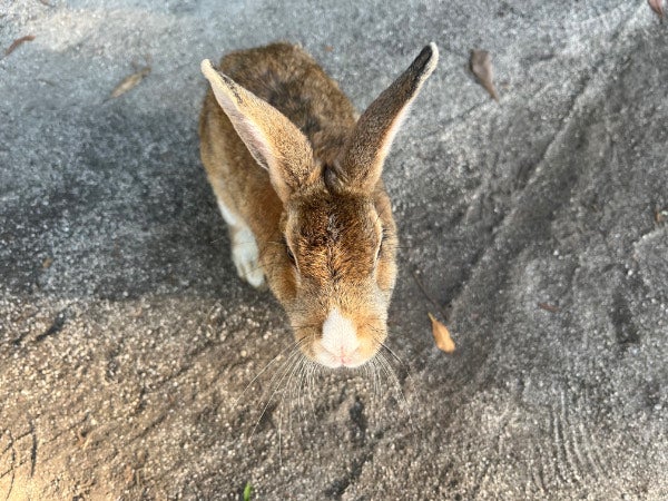 竹原市忠海町】たっくさんの可愛いうさぎに会いに大久野島に行こう