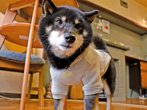 看板犬に会いたい！】クロシバ店長がいる「Kuroshiba Chiffon」（小倉