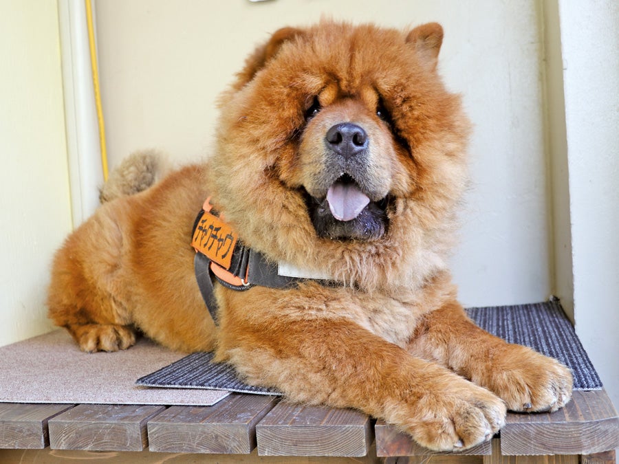 看板犬に会いたい！】チャウチャウの看板犬「PUPIRIT・PARO」（小倉北