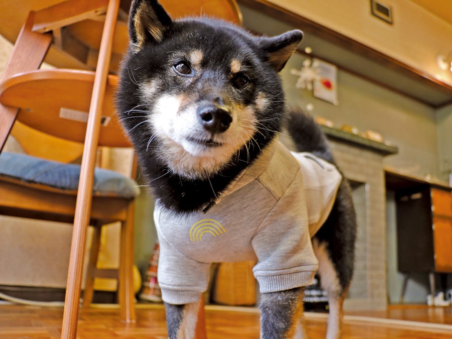 看板犬に会いたい！】クロシバ店長がいる「Kuroshiba Chiffon」（小倉