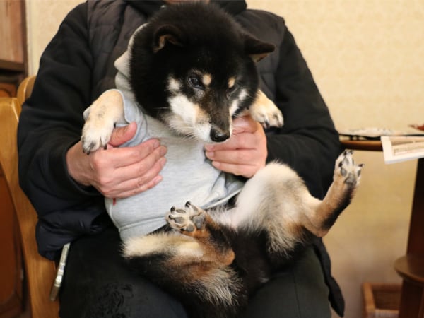 看板犬に会いたい！】クロシバ店長がいる「Kuroshiba Chiffon」（小倉