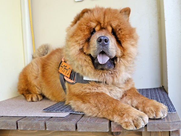 看板犬に会いたい！】チャウチャウの看板犬「PUPIRIT・PARO」（小倉北