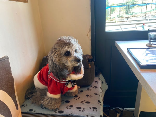 八王子】店内わんこOK！かわいいカフェ「CafeFRANK'S（カフェ