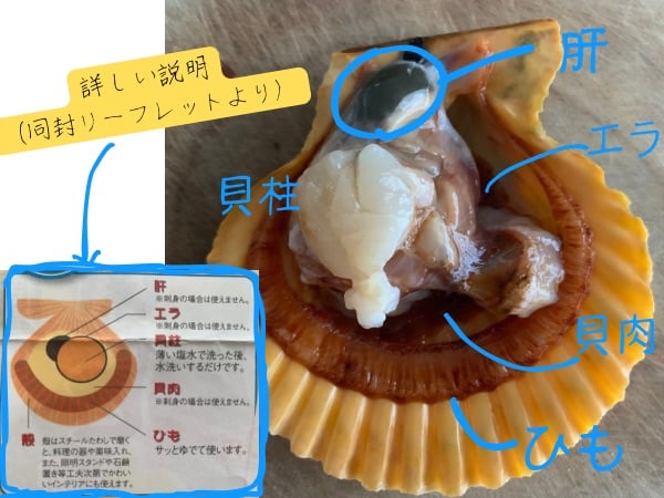 手みがきの極彩色。海の宝石箱は濃密！【愛南ヒオウギ貝】をお取り寄せ