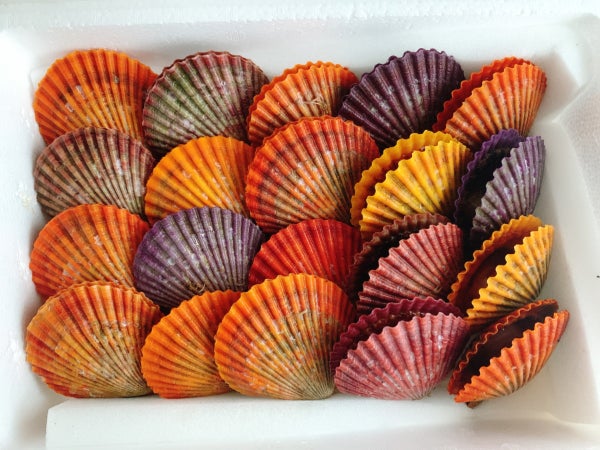 手みがきの極彩色。海の宝石箱は濃密！【愛南ヒオウギ貝】をお取り寄せ