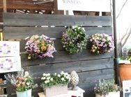 吉見町】ガーデニング好き必見！大人かわいい花苗を探すならここ♪園芸