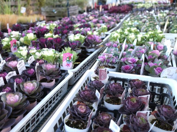 吉見町】ガーデニング好き必見！大人かわいい花苗を探すならここ♪園芸