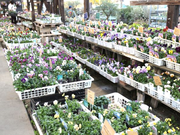 吉見町】ガーデニング好き必見！大人かわいい花苗を探すならここ♪園芸