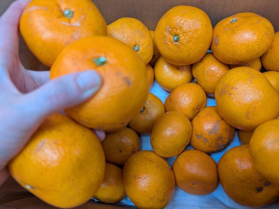 価格高騰中のみかんをお得にGET！長持ちする裏技を試したら気づいて