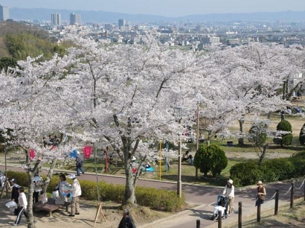 北摂の桜】2025年おすすめのお花見スポット（吹田、豊中、池田、茨木