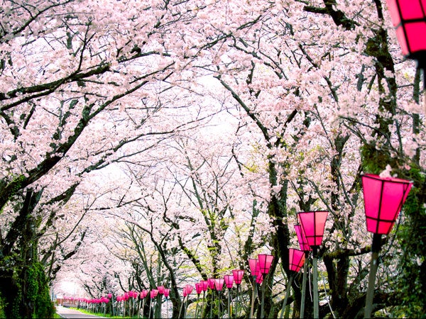 春うらら♪ 春に訪れたい花のスポットをご紹介！ | リビング静岡Web