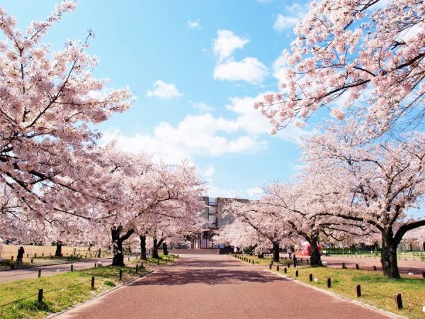 北摂の桜】2025年おすすめのお花見スポット（吹田、豊中、池田、茨木