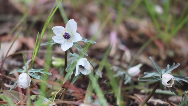 立川・昭島】国営昭和記念公園で春の訪れを告げる「セツブンソウ」が