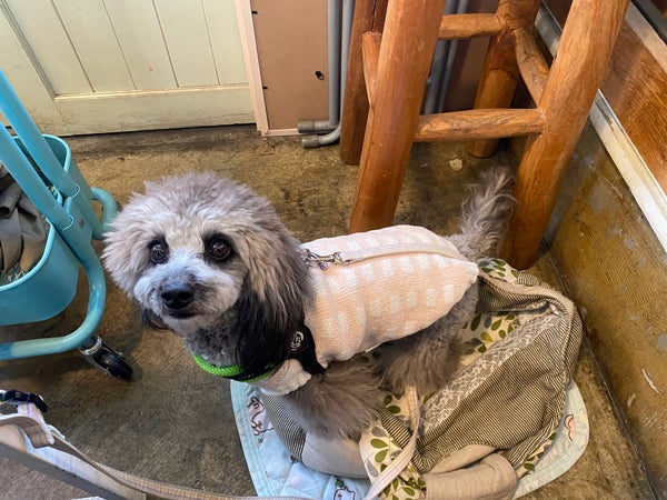 羽村】大きな看板犬に会える♪ドッグフレンドリーな「ペラゾカフェ