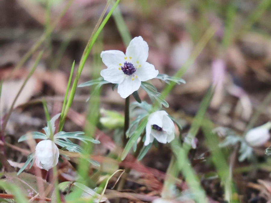 立川・昭島】国営昭和記念公園で春の訪れを告げる「セツブンソウ」が