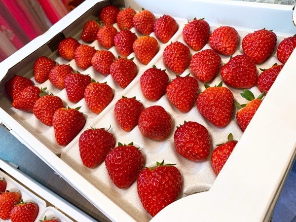 宝石のように真っ赤な厳選いちごを堪能「フルーツアンドチョコレート M