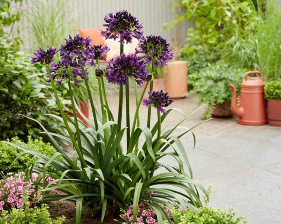 福岡市植物園】開催間近！「花の祭典～Fukuoka Flower Show Pre-Event