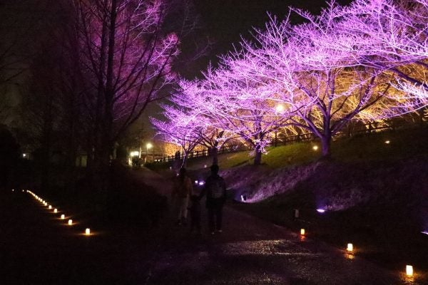大阪・寝屋川】お花見2025 3月28日（金）～30日（日）打上川治水緑地で