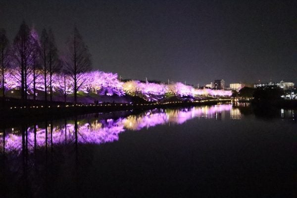 大阪・寝屋川】お花見2025 3月28日（金）～30日（日）打上川治水緑地で