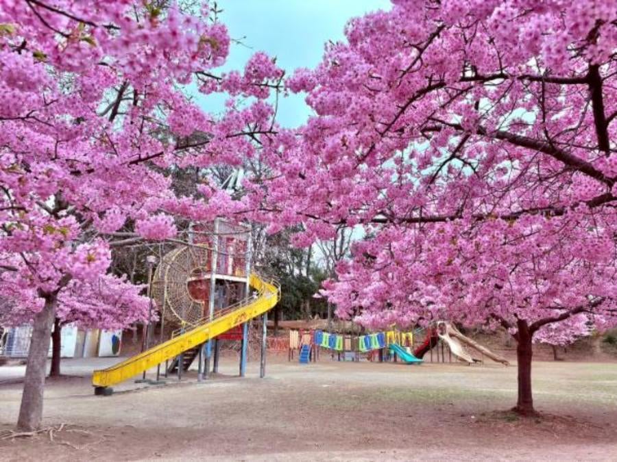 東浦和】河津桜満開♪お花見と公園遊びが両立できちゃう「井沼方公園