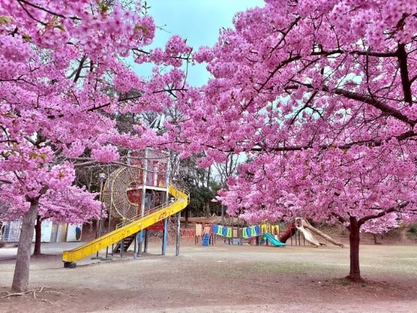 りん♪様☆専用93.入園入学パープル ベリーガーデン.63.水玉ピンク 東浦和】河津桜満開♪お花見と公園遊びが両立できちゃう「井沼方公園
