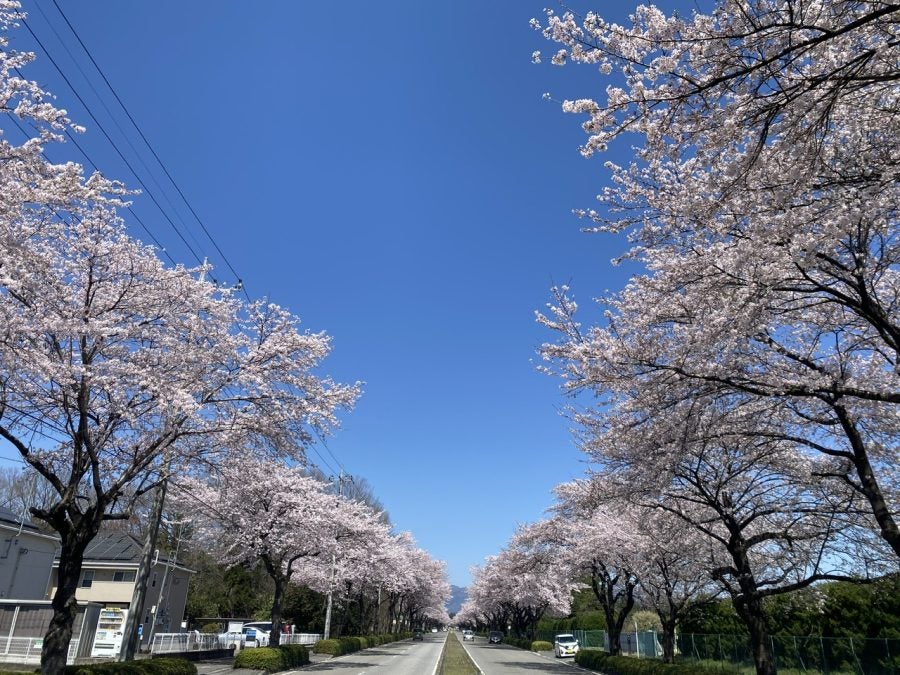 大田原市】300本を超える桜がお出迎え！野崎第二工業団地の桜並木