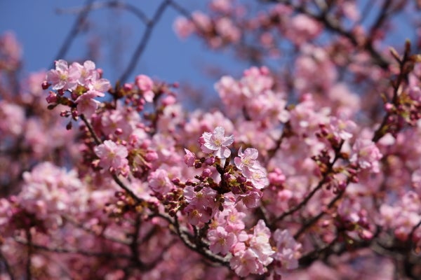 あざみ野】河津桜が満開、春はもうすぐ！｜Madame MのCamera
