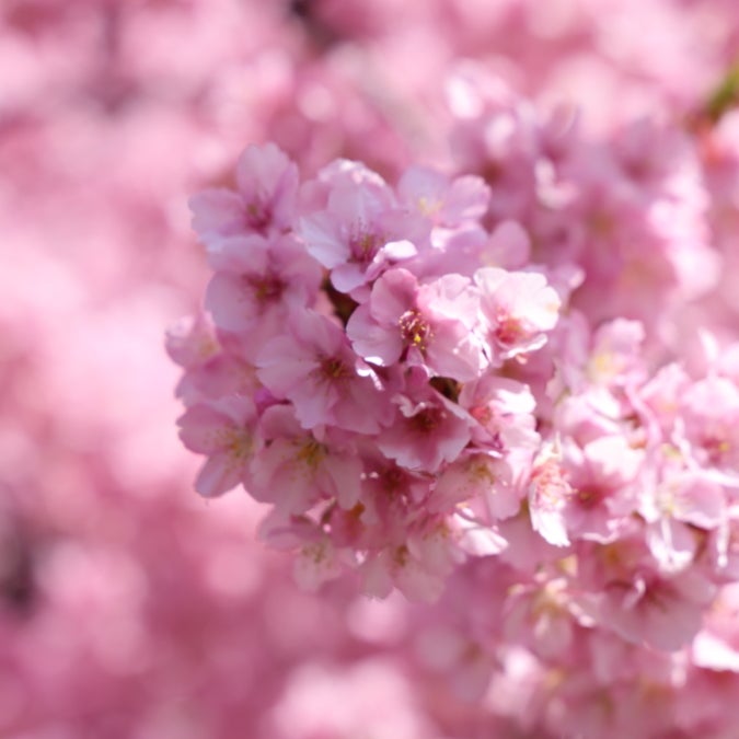 あざみ野】河津桜が満開、春はもうすぐ！｜Madame MのCamera
