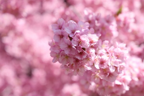 あざみ野】河津桜が満開、春はもうすぐ！｜Madame MのCamera
