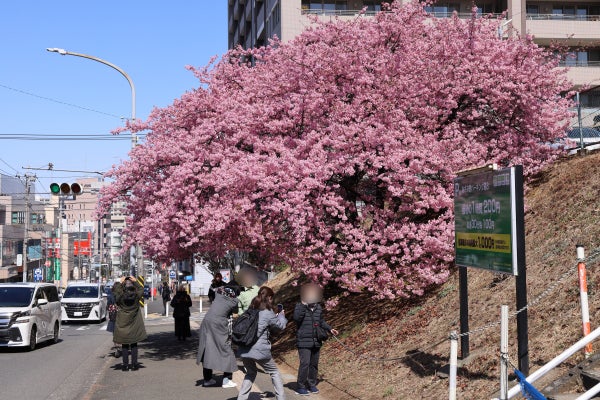 あざみ野】河津桜が満開、春はもうすぐ！｜Madame MのCamera
