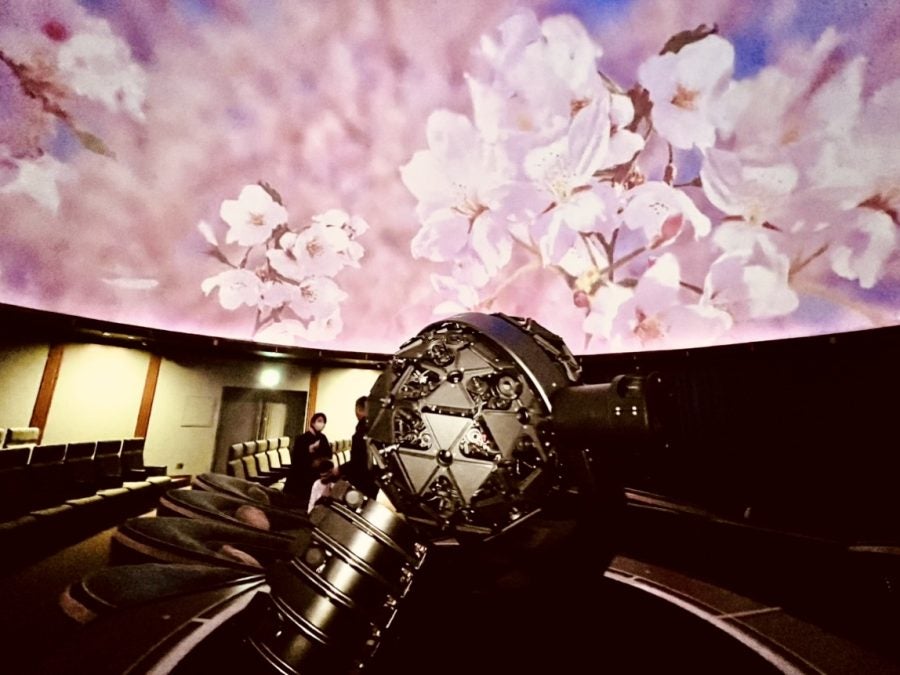 有楽町】天候を気にせず満開の桜を堪能！プラネタリウムで楽しむ幻想的