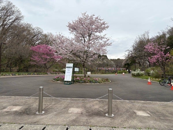 旭区]20万本の花たちと桜舞う春の訪れ。「春の里山ガーデンフェスタ