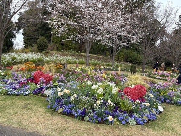 旭区]20万本の花たちと桜舞う春の訪れ。「春の里山ガーデンフェスタ