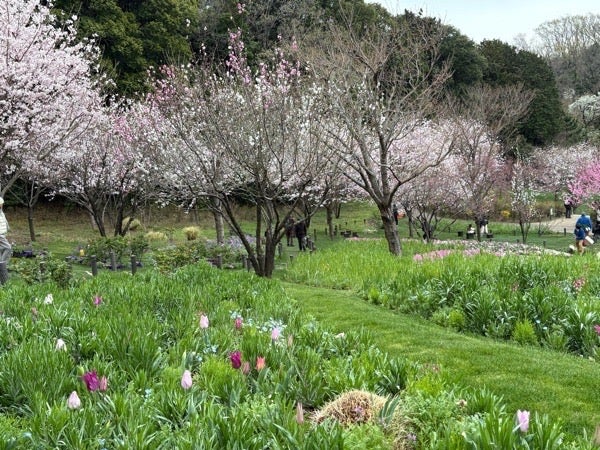 旭区]20万本の花たちと桜舞う春の訪れ。「春の里山ガーデンフェスタ
