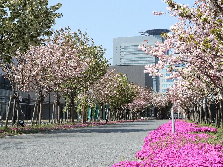 造幣局さいたま支局】4/18(金)まで！ 26品種107本の桜が楽しめる「桜の